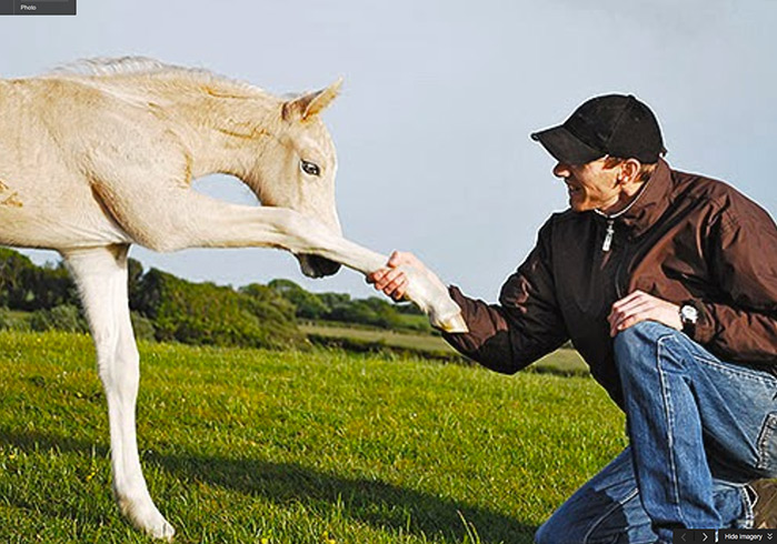 Palomino Welsh Cob filly foal Briallen.