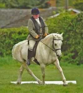 Palomino dressage Welsh Cob mare, dressage, Aberaeron Blodyn Tatws.