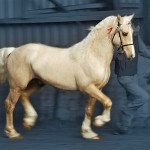 Palomino Welsh cob stallion at stud - Aberaeron Aragorn Aur.