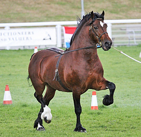 Welsh Cob stallion, WPCS winner, Guto.