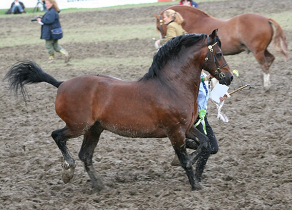 Menai Sparkling Imperial HOYS & Royal Welsh winner.