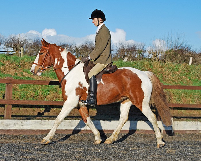 Welsh part-bred dressage horse coloured, Aberaeron Misun