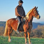 welsh cob Arwen