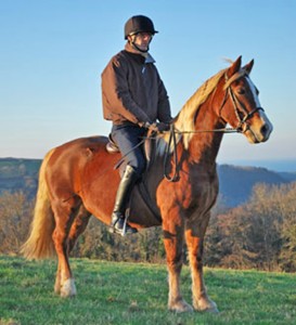 welsh_cob_aberaeron_arwen_03