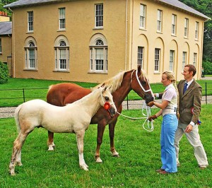 Aberaeron Arwen & Aragorn, palomino welsh cob foal.