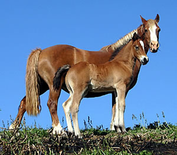 Welsh cob - Glaw & filly foal, 2010.