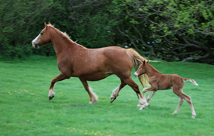 Glaw and filly foal, 2009.
