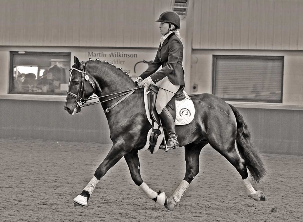 dressage Welsh Cob - Aberaeron Rhodri.