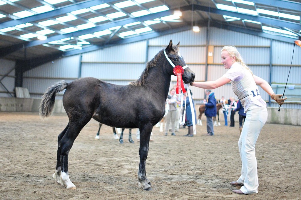 Alys - winning welsh cob filly