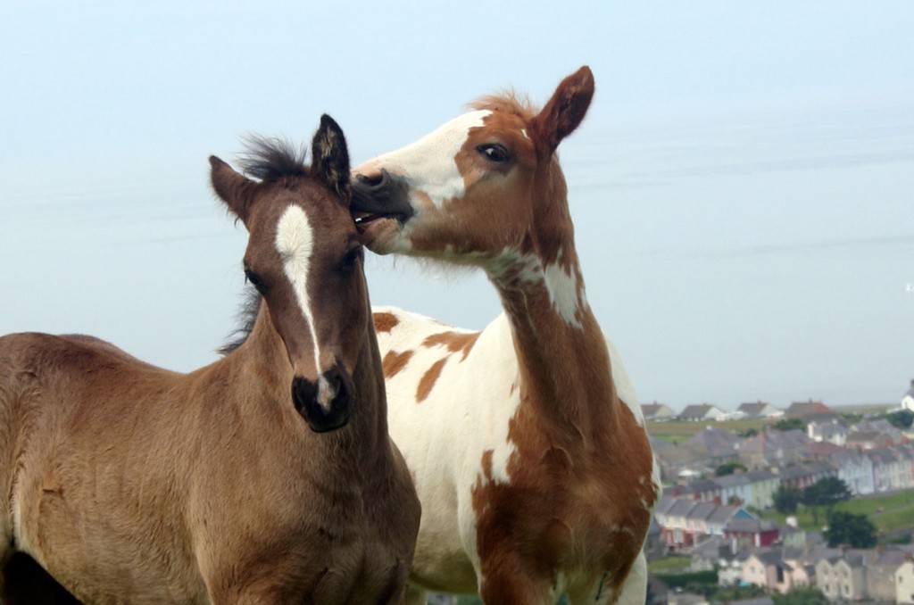 Foals playing welsh cob and welsh part-bred foal.