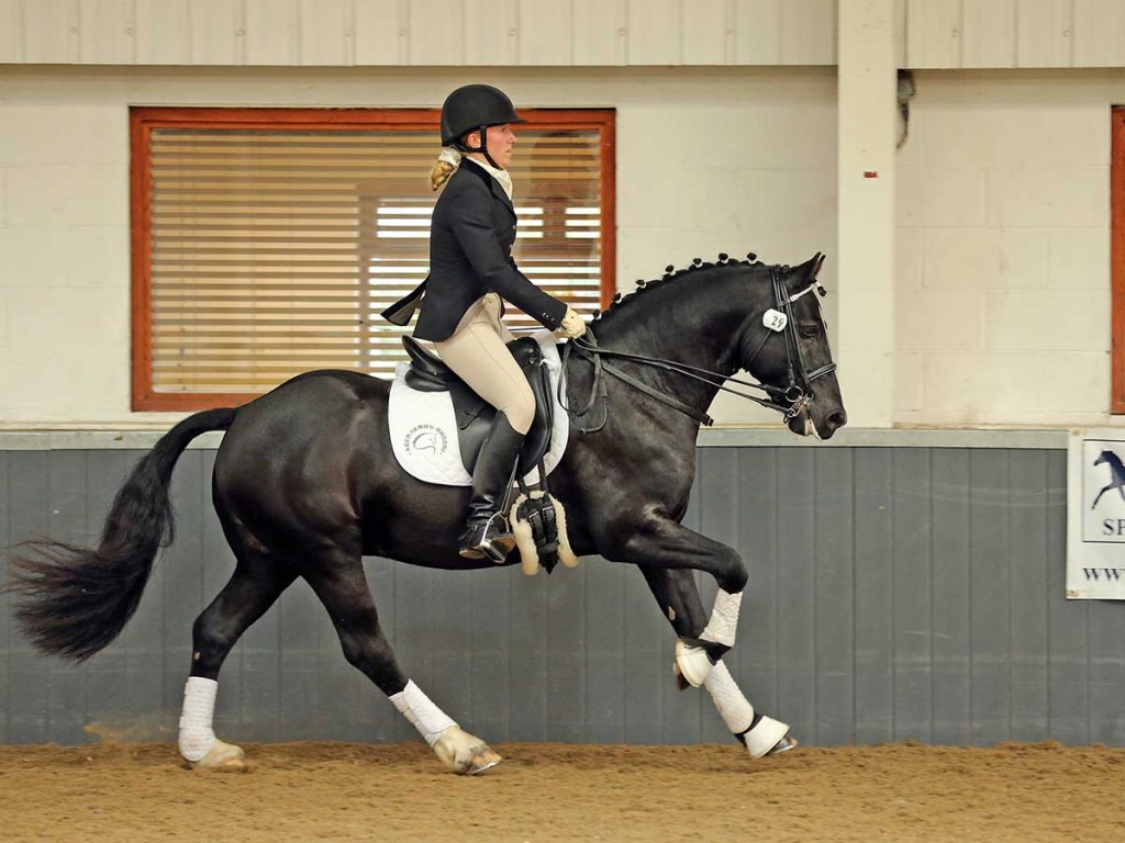 Rhodri, black Welsh Cob, sec D.