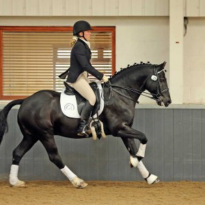 dressage Welsh Cob, black sec D, Rhodri.