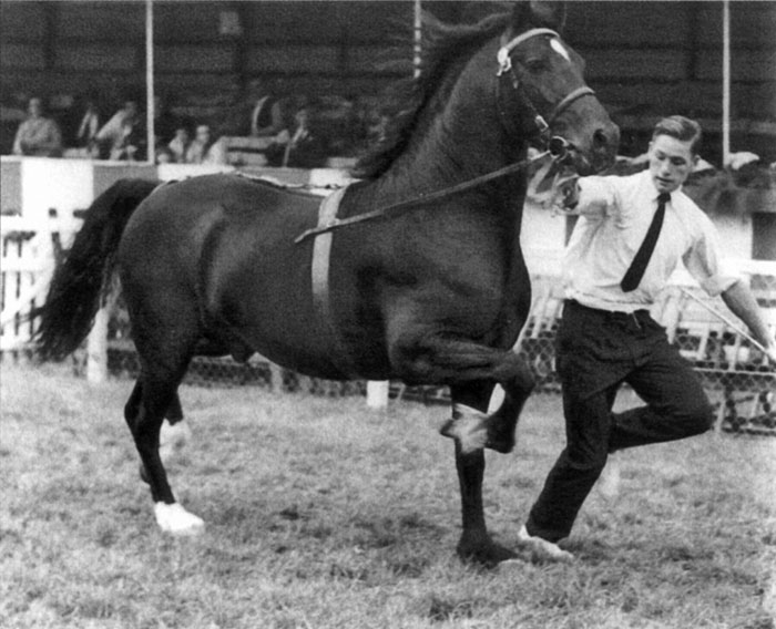 Brenin Dafydd - our old favourite! Seen here at the 1970 Royal Welsh Show winning the George Prince of Wales Cup. Owned by Fronarth Stud, shown by Dafydd Evans 'Ty-Coch'