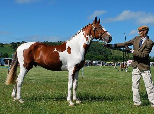 Coloured welsh part-bred