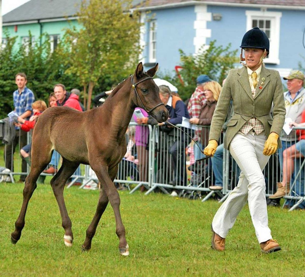 Welsh part-bred at Aberaeron Festival, 2014.