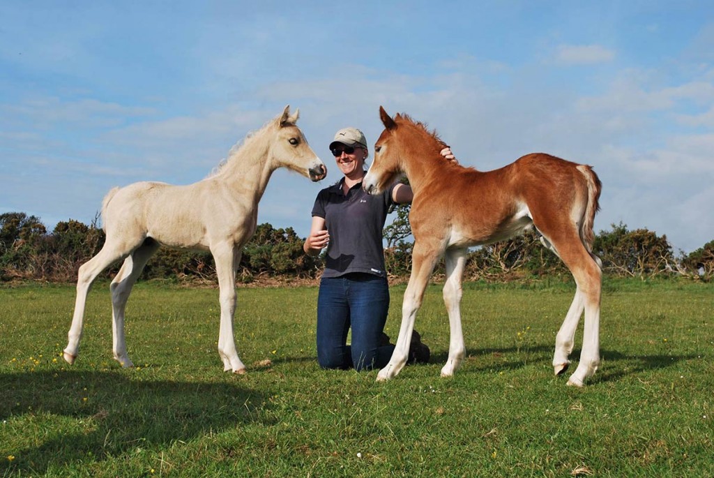 Welsh cob foals at Aberaeron 2015 – palomino colt & chestnut colt.