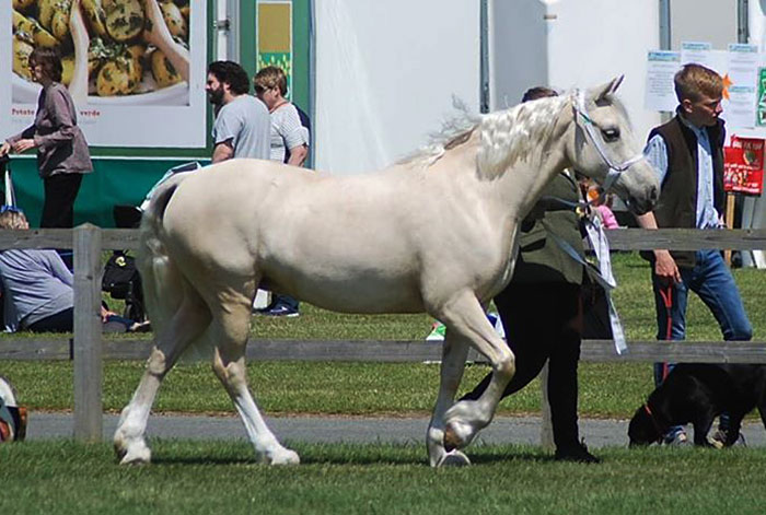 Palomino Welsh Cob mare - Suffolk County show