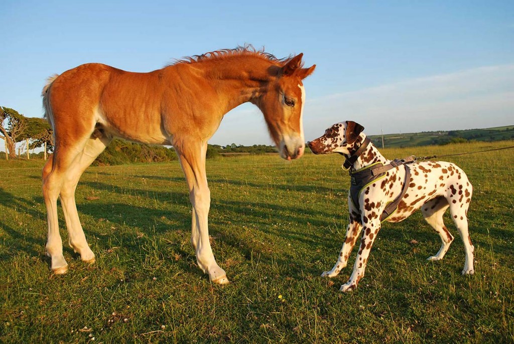 Arwen's foal meeting Rosie (welsh cob colt foal).