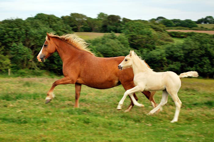 Palomino welsh cob foal