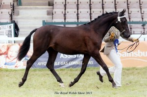 Aberaeron Santillana Valentina (Zara) at the Royal Welsh 2015. Welsh Part-Bred yearling, placed 2nd.