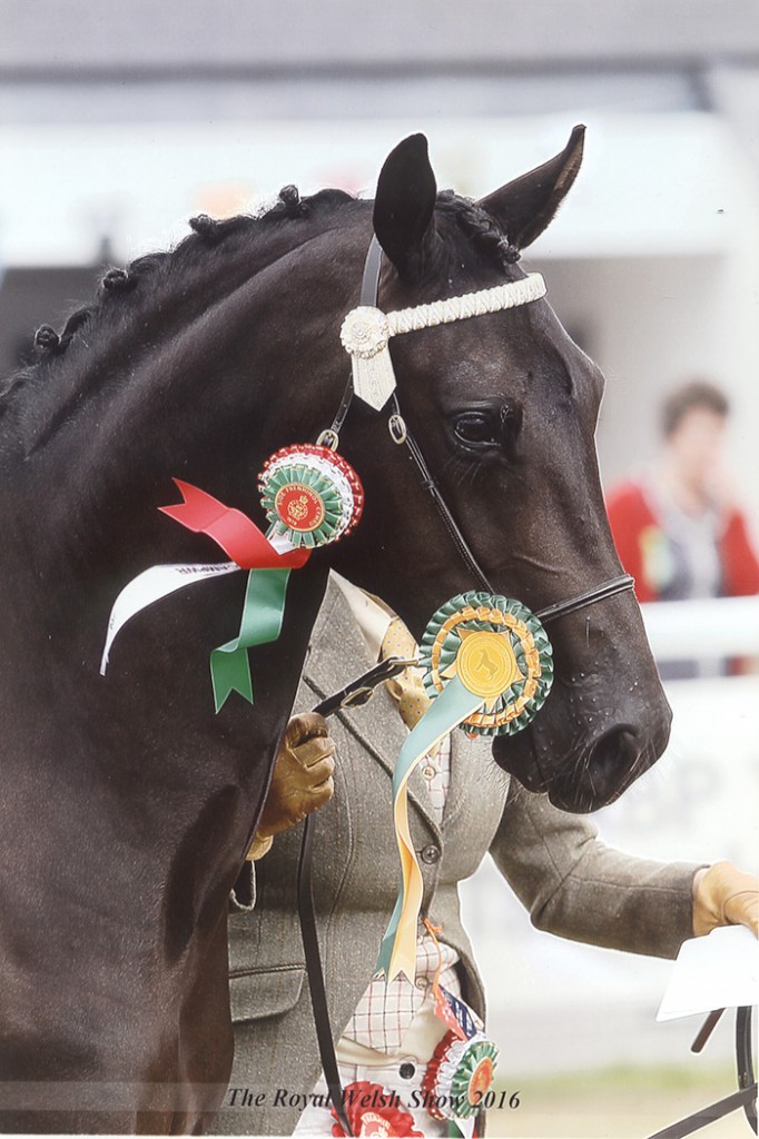 Aberaeron Santillana Valentina (Zara) at the Royal Welsh 2016. Welsh Part-Bred 2/3 y.o., placed 1st - Youngstock Champion, Chapion Female, Reserve Supreme - WPCS Gold Medal winner, home-bred home-produced.