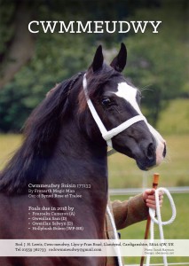 Cwmmeudwy Stud WPCS Journal Advert, 217.