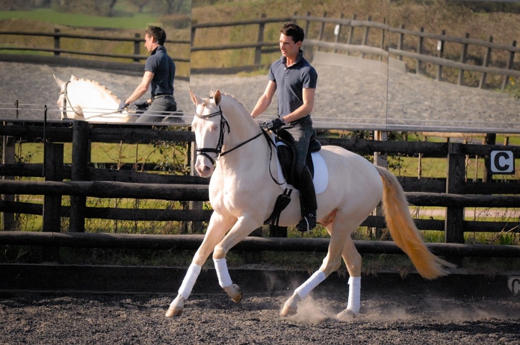 Kambarbay – Akhal Teke Eventing Stallion.