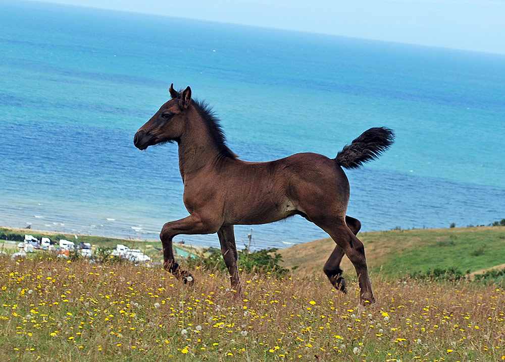 Aberaeron Sir Cai, 2019 black Welsh cob sec D foal. Gwynfaes Seren Wledig X Out of Black Bess.