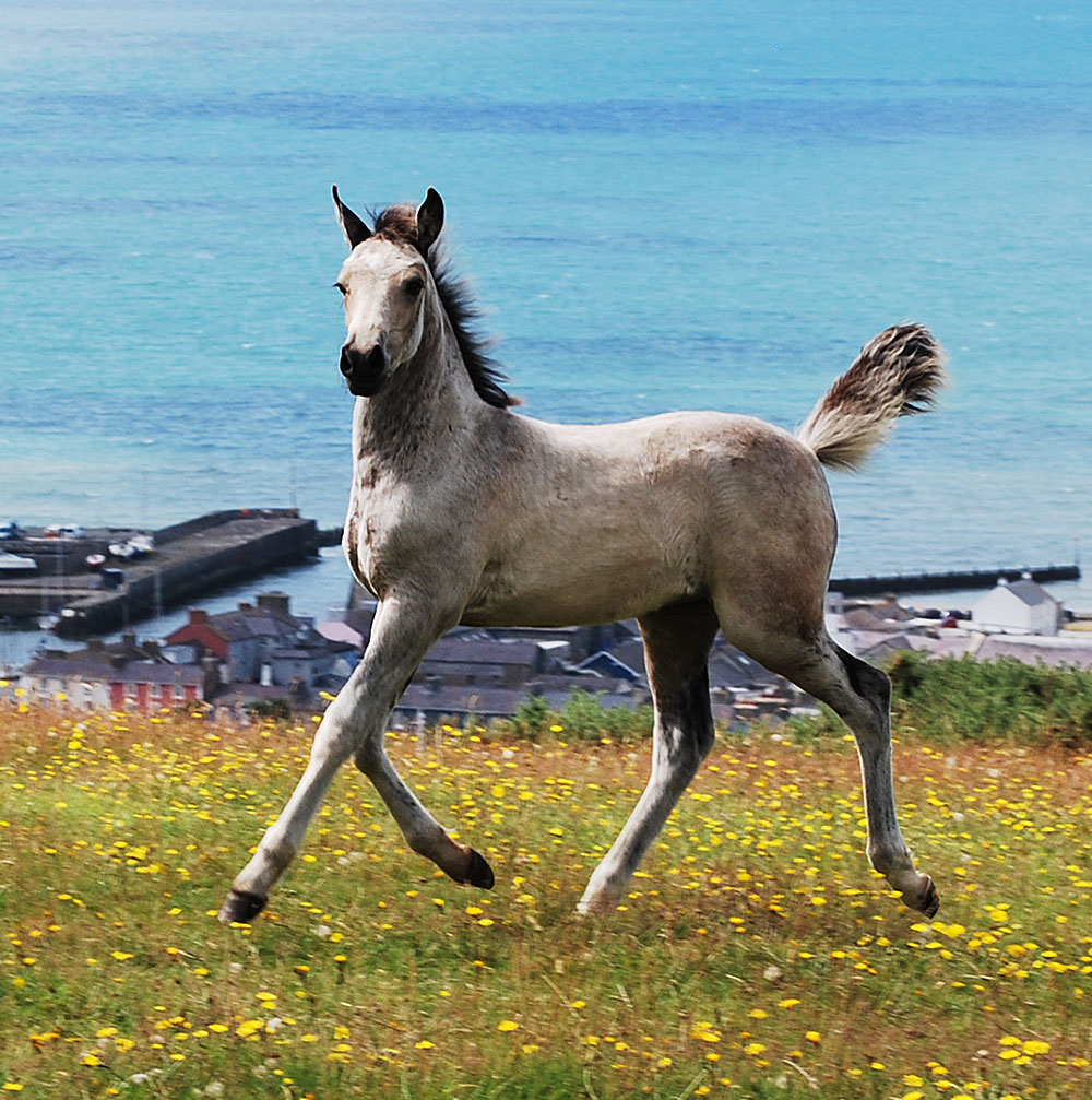 Anastasia, 2019 buckskin Welsh part-bred. Kambarbay (Akhal-Teke) X Aberaeron Alys (Sec D).