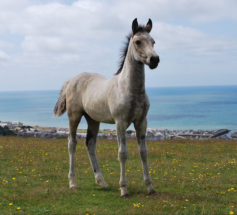 Anastasia, 2019 buckskin Welsh part-bred. Kambarbay (Akhal-Teke) X Aberaeron Alys (Sec D).