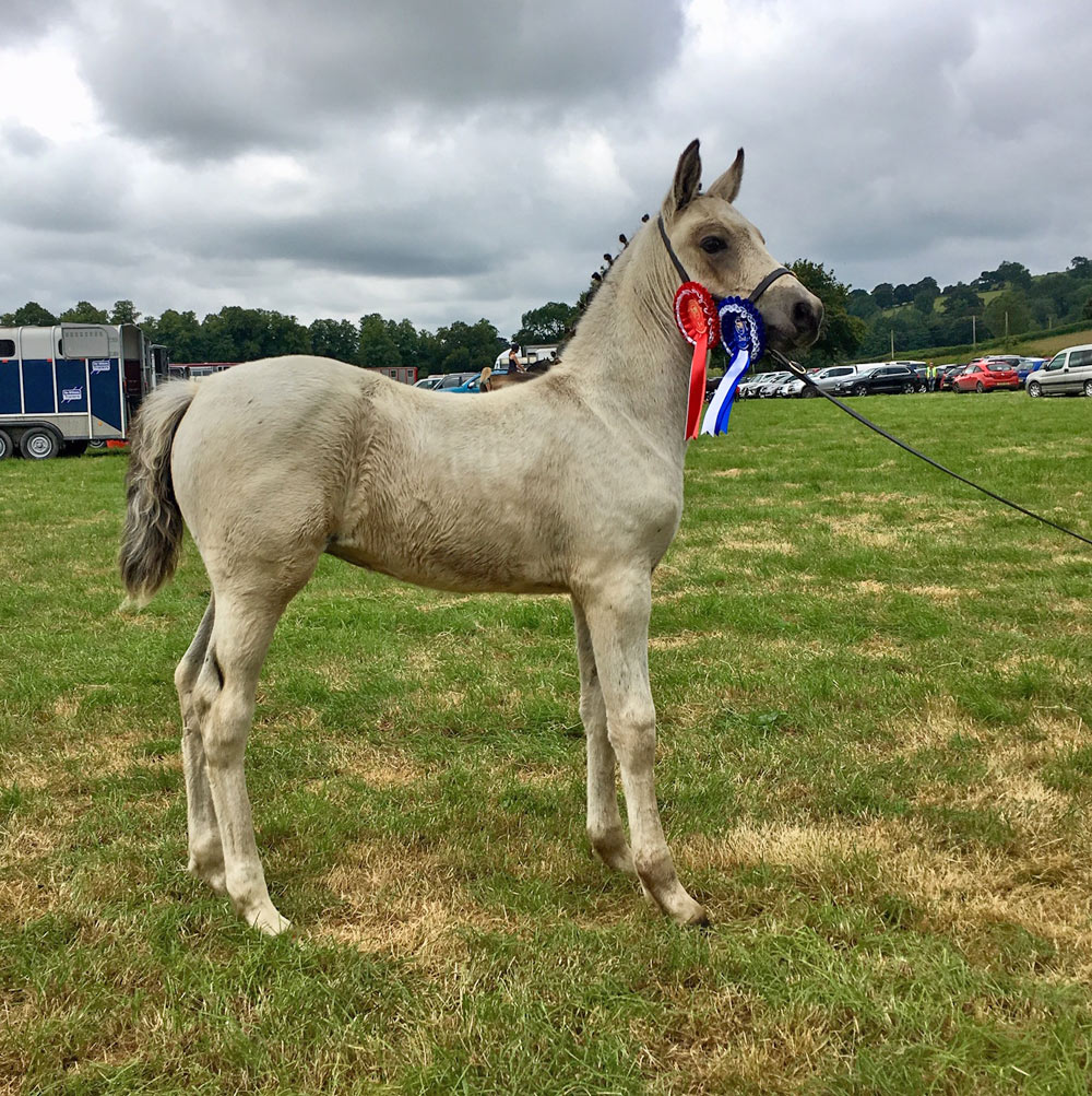 Anastasia, 2019 buckskin Welsh part-bred. Kambarbay (Akhal-Teke) X Aberaeron Alys (Sec D).