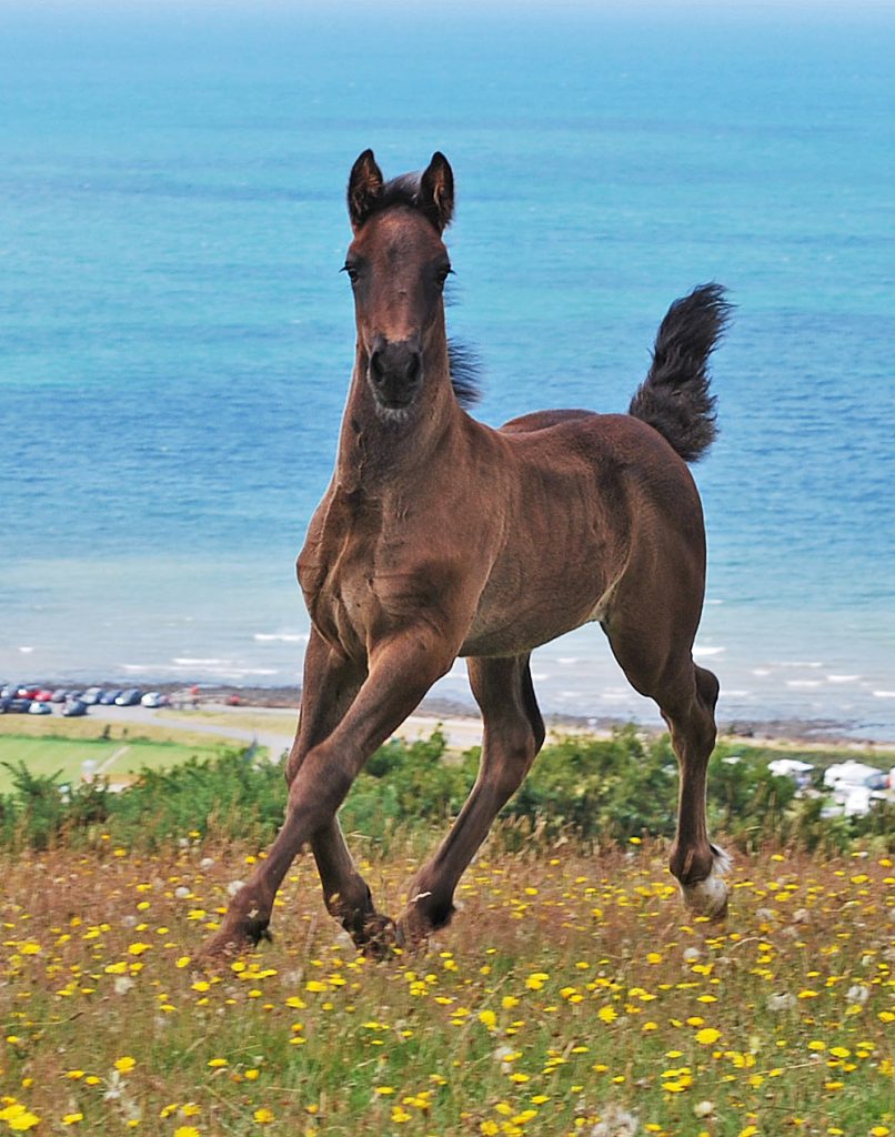 Aberaeron Sir Cai, 2019 black Welsh cob sec D foal. Gwynfaes Seren Wledig X Aberaeron Black Bess.