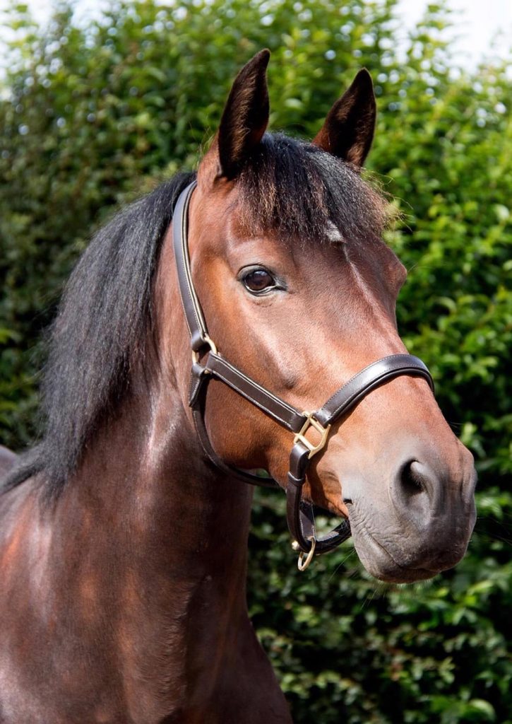 ABERAERON ZITA BONITA WPB owned by Catherine Baikie. Aberaeron Cariad Kentucky x Elegante XLVI (Andalusian) Lovely photo - good luck Catherine on your road to recovery! Photo: Scotia Photography