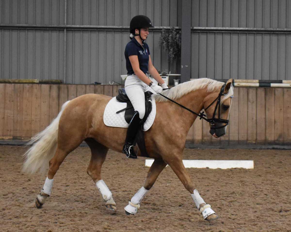 Aberaeron Aur-yr-Aeron, Palomino Welsh cob, dressage.