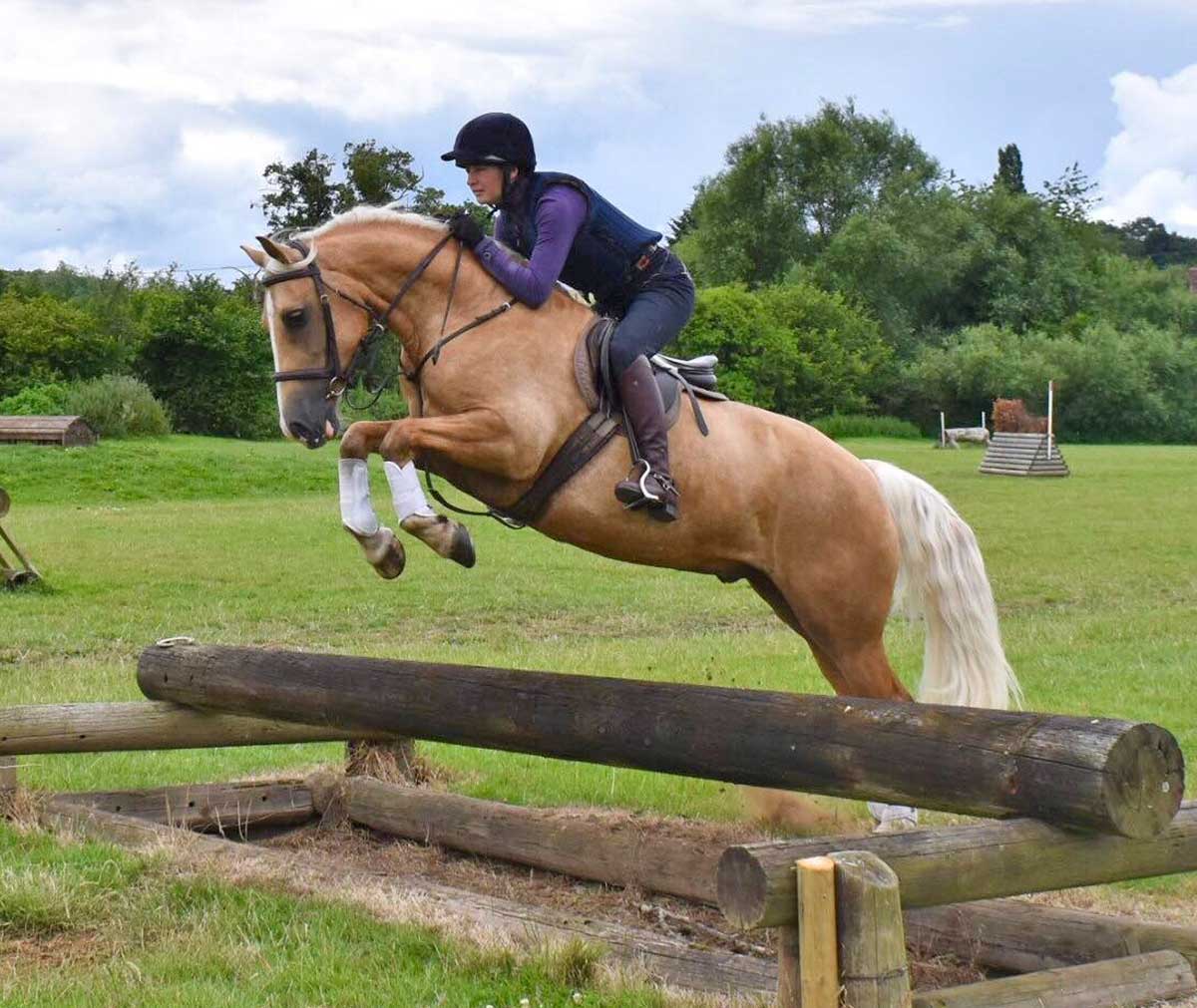 Aberaeron Palomino Welsh cob