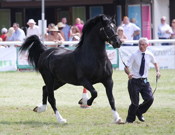 Cwmmeudwy Step-on (Tireinon Step On X Cwmmeudwy Perlen), shown here at the Royal Welsh in 2012.