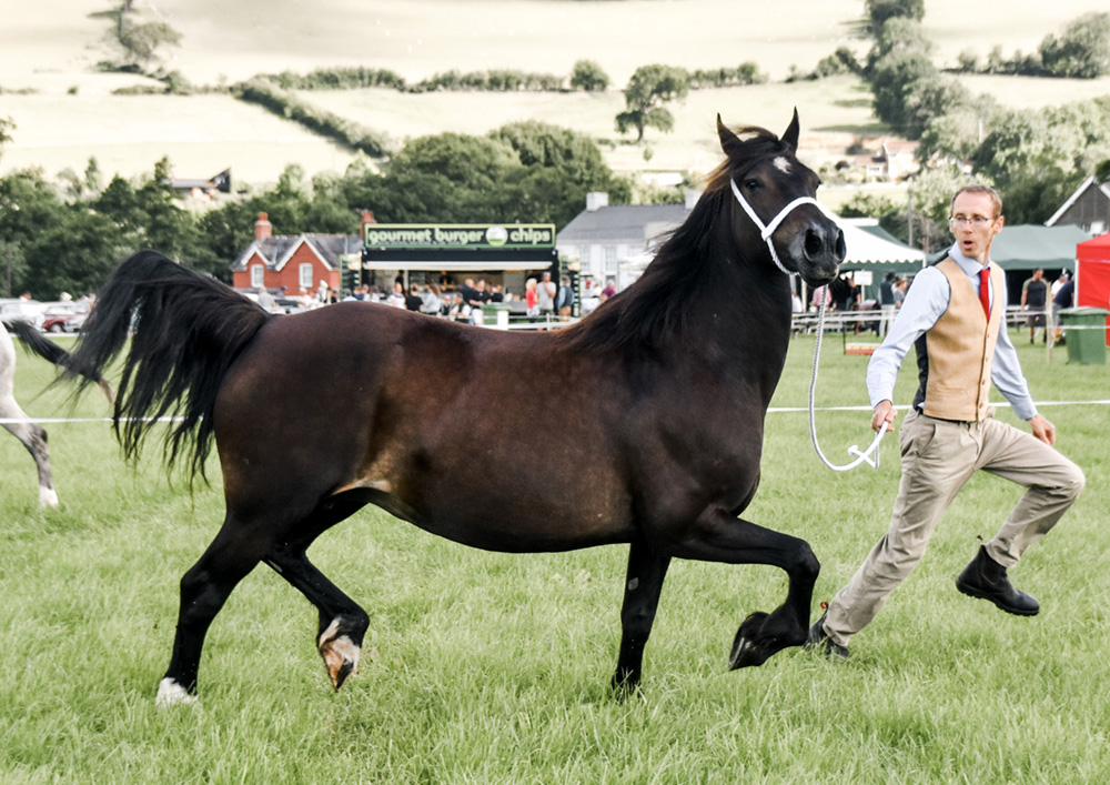 Aberaeron Alys, Welsh cob mare, Section D. Aberaeron Black Bess X Menai Sparkling Imperial.