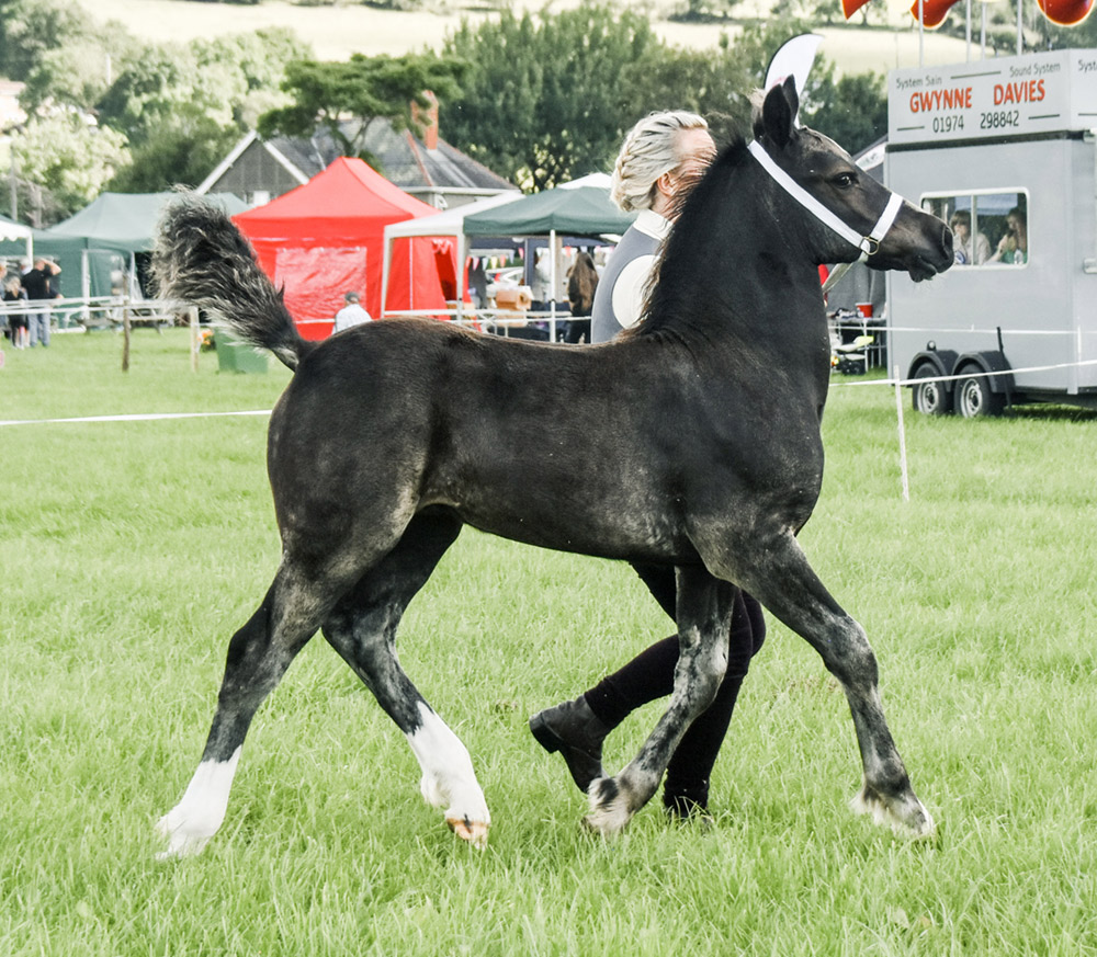 Aberaeron Rocket Man, 2022 black/dk Bay Welsh cob sec D foal. Cwmmeudwy Step-On X Aberaeron Alys.