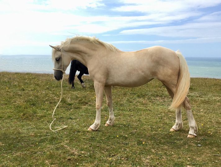 Blondie, welsh cob filly, shown here as a 2 year old.