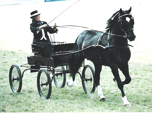 Derwen Sea Adventure 1996 (Tireinon Step On X Derwen Queen of the Sea), shown here at the Royal Welsh.