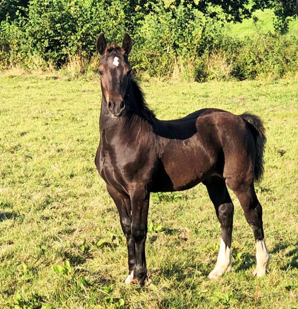 Aberaeron Rocket Man, 2022 black/dk Bay Welsh cob sec D foal. Cwmmeudwy Step-On X Aberaeron Alys.