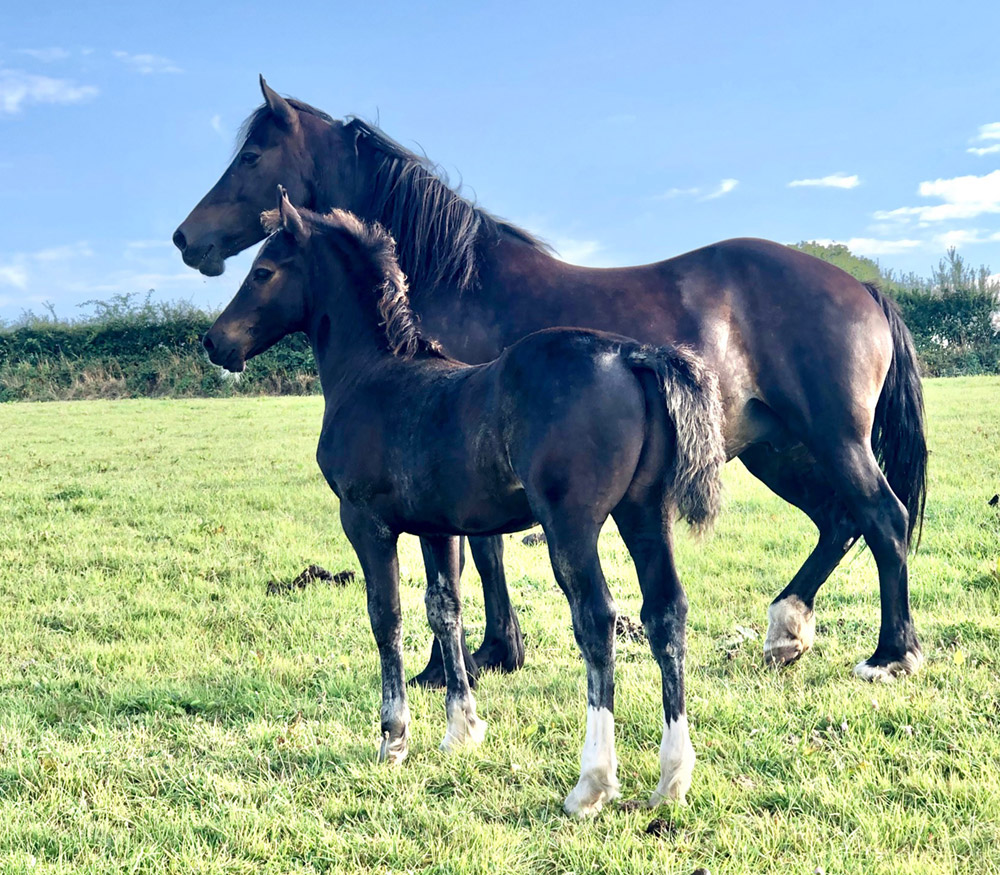 Aberaeron Rocket Man, 2022 black/dk Bay Welsh cob sec D foal. Cwmmeudwy Step-On X Aberaeron Alys.