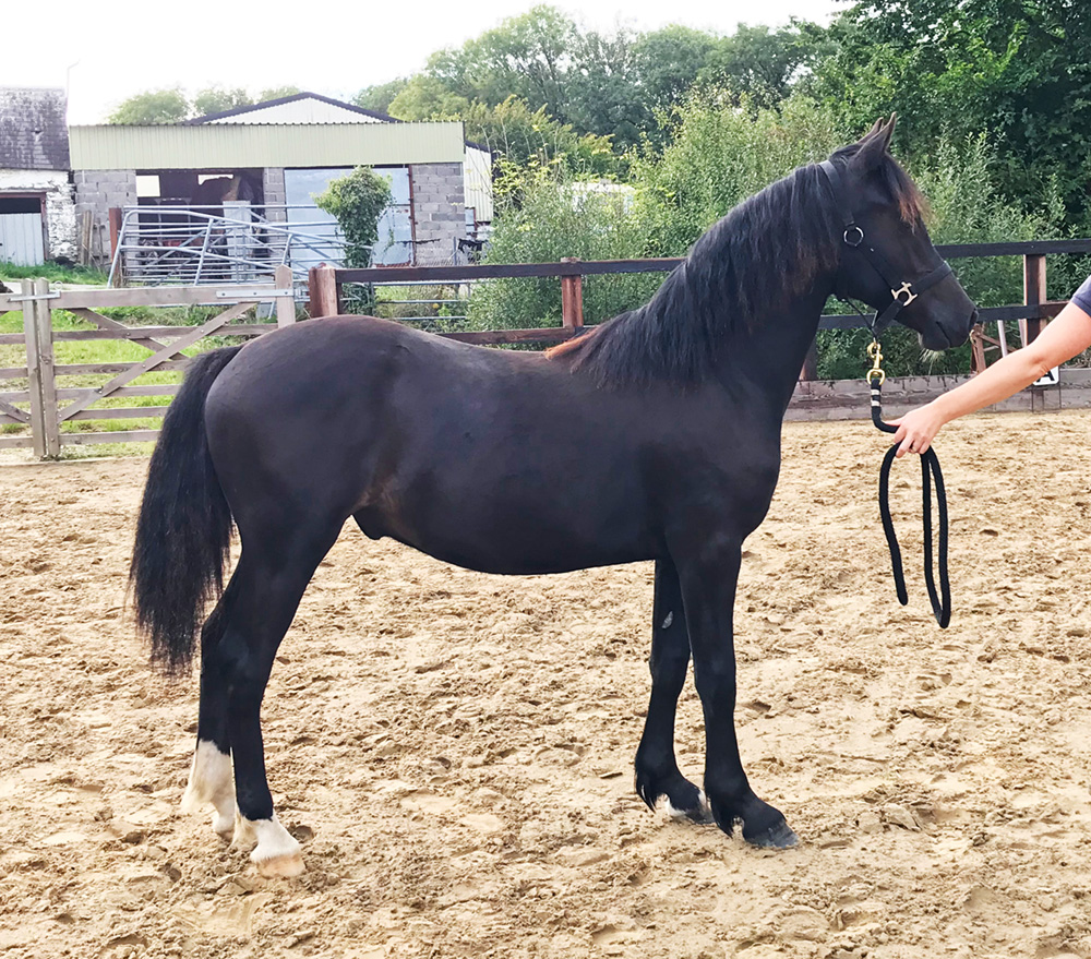 Aberaeron Sir Ifor, 2021 black Welsh cob sec D yearling gelding. Derwen Sea Adventure X Aberaeron Black Bess.