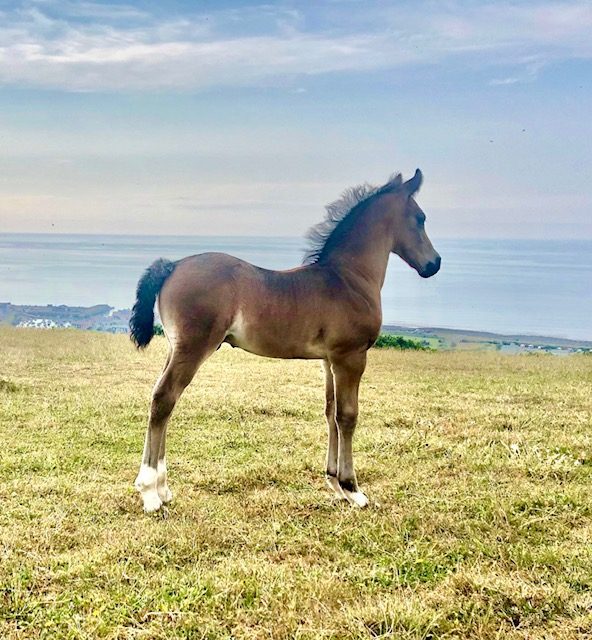 Welsh cob colt foal 2023