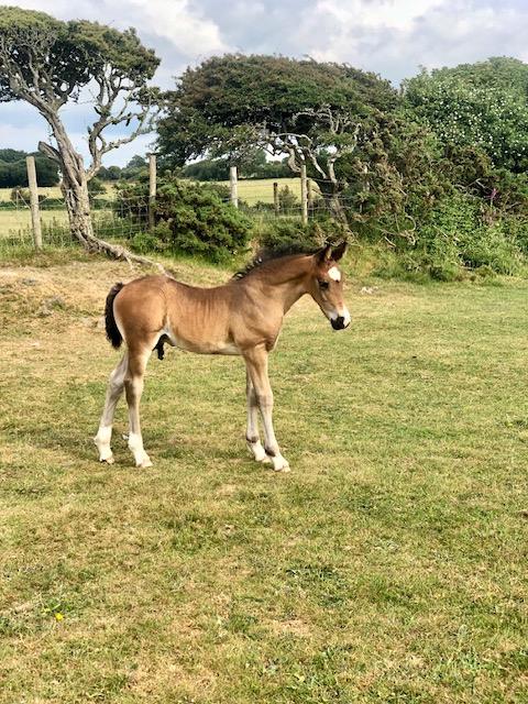 Welsh cob colt foal 2023