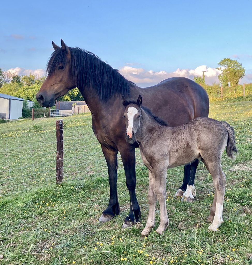 Aberaeron Fern, Welsh cob, section D mare