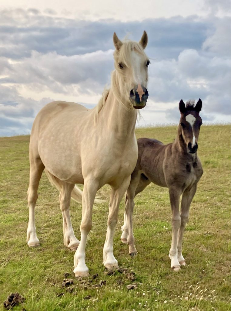 Aberaeron Mr Handsome, sweet Welsh cob section D, home bred colt foal.