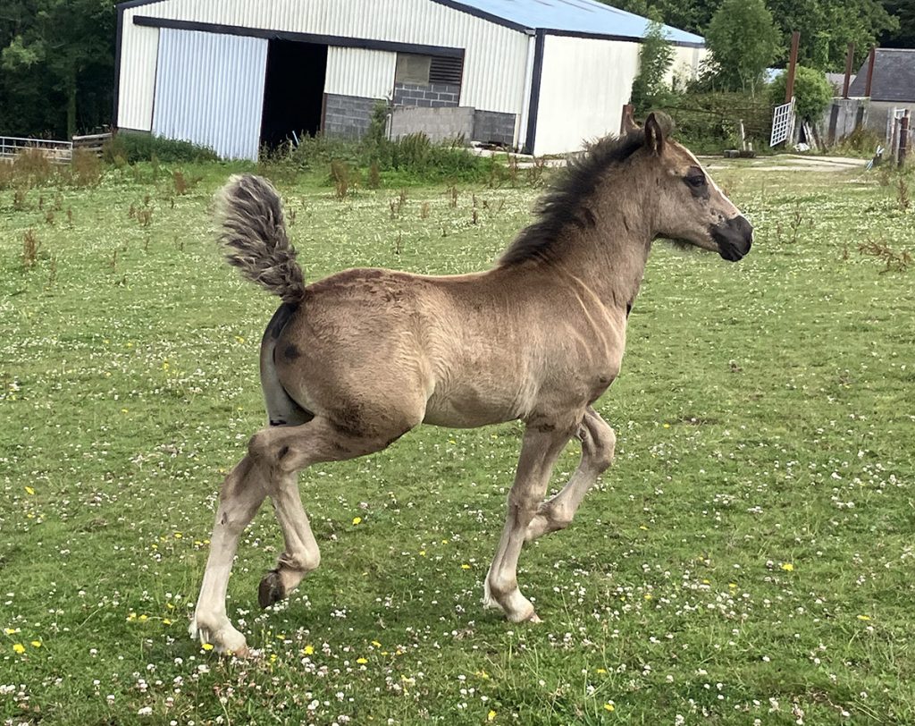 Aberaeron Perlen Ddu