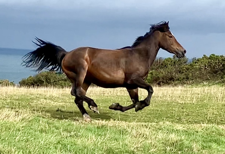 Aberaeron Fern Welsh Cob Section D mare