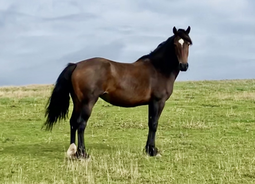 Aberaeron Fern Welsh Cob Section D mare